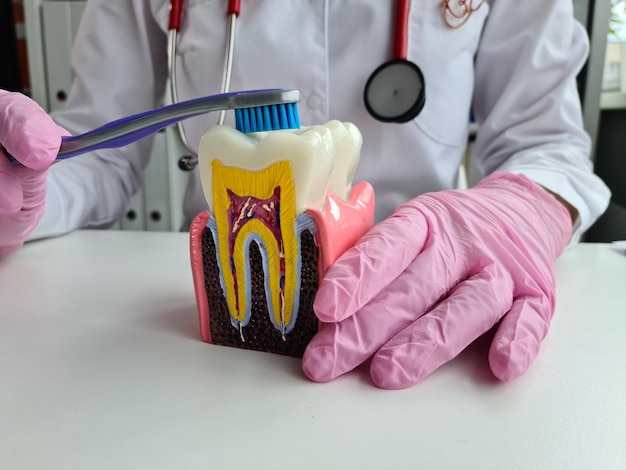 Le dentiste montre le modèle correct des dents et de la brosse à dents