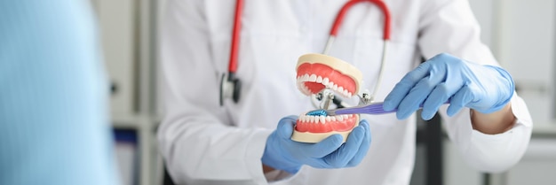 Le dentiste montre un modèle de mâchoire et donne une leçon sur la façon de bien prendre soin de vos dents et de votre bouche
