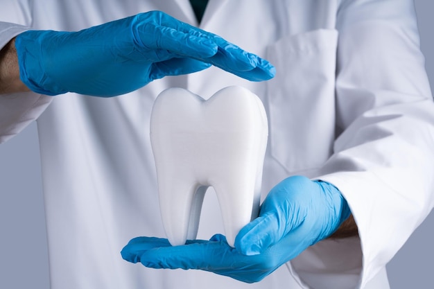 Dentiste protégeant un modèle de dent saine