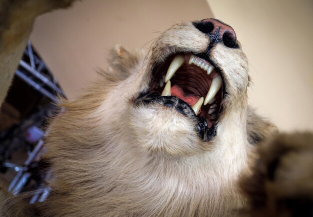 Photo les dents sont dévoilées.