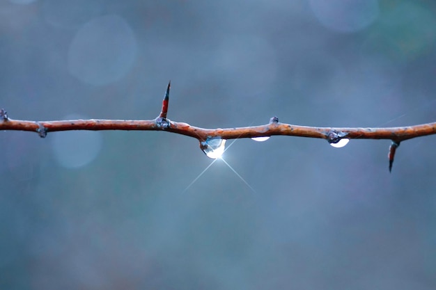 déposer sur la branche d'arbre les jours de pluie en automne