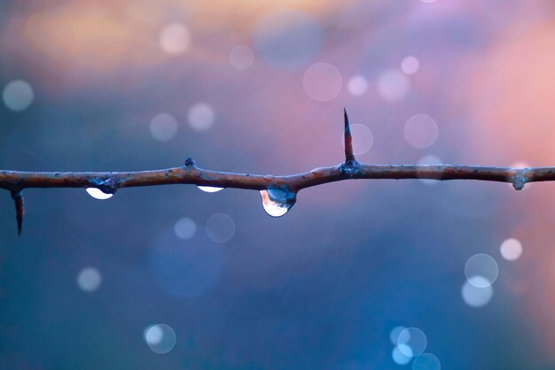 déposer sur la branche d'arbre les jours de pluie en automne