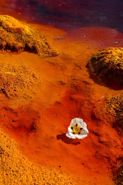 Des dépôts minéraux rouges vibrants avec une seule fleur blanche