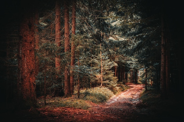 Photo der wald als lebensraum im bayerischen wald