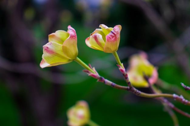 Deren arbre en fleurs close up