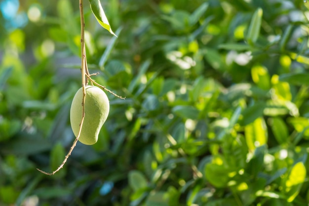 Dernier fruit de mangue dans l&#39;arbre