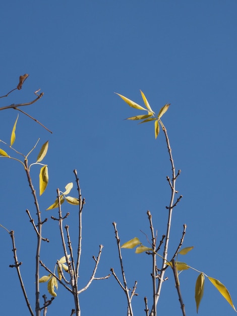 les dernières feuilles d'automne sur l'arbre