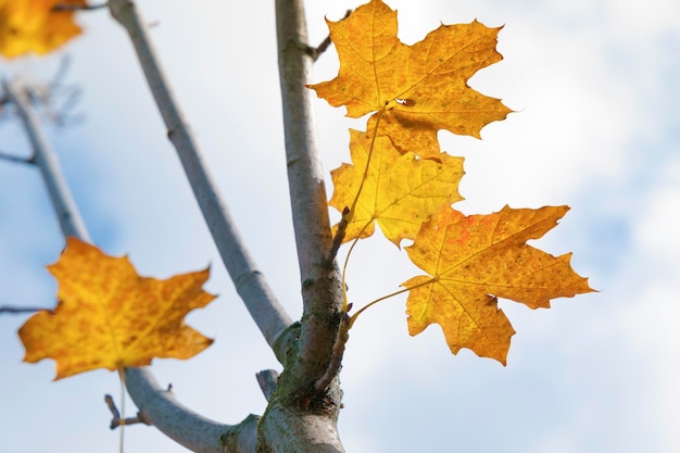 Dernières feuilles d'érable sur les branches des arbres