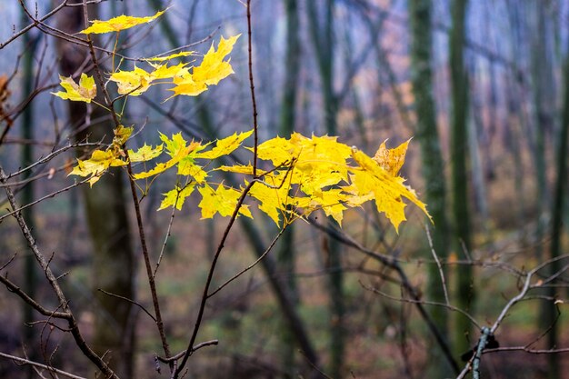 Les dernières feuilles d'érable jaune sur un arbre dans une sombre forêt d'automne