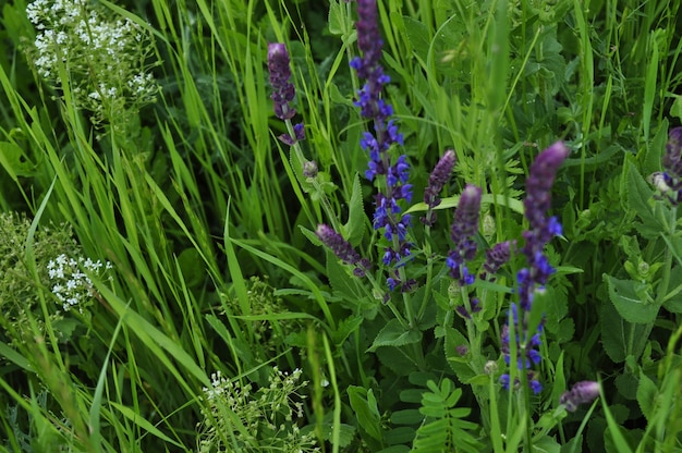 Dernières fleurs de l&#39;été