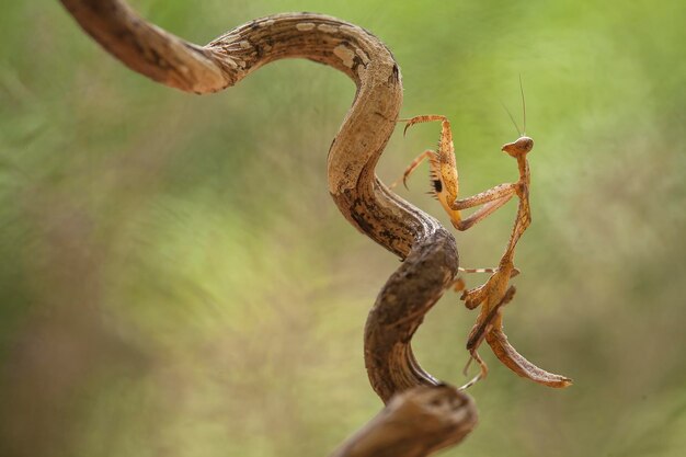 Photo deroplatys truncata dans le cadre macro