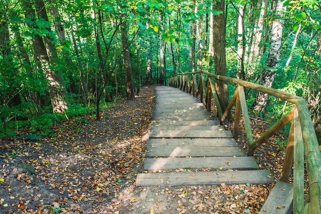 Descendre des escaliers en bois sur un sentier forestier en forêt. Sentier de randonnée Deep Forest.