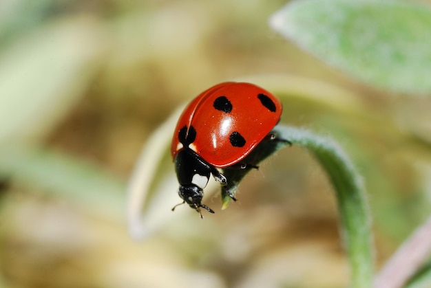 Descente de coccinelle