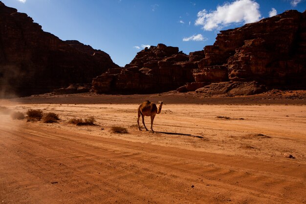 Désert du Wadi Rum en Jordanie