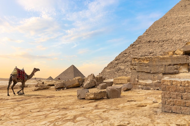 Désert égyptien les pyramides et un chameau