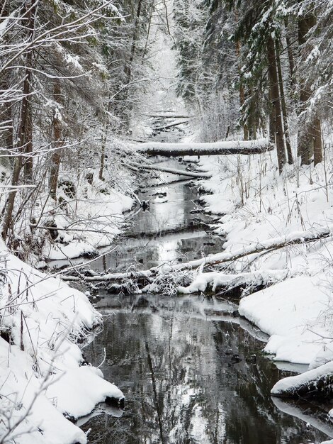 Désert de la forêt d'hiver avec une rivière avec une aubaine. Vue verticale.