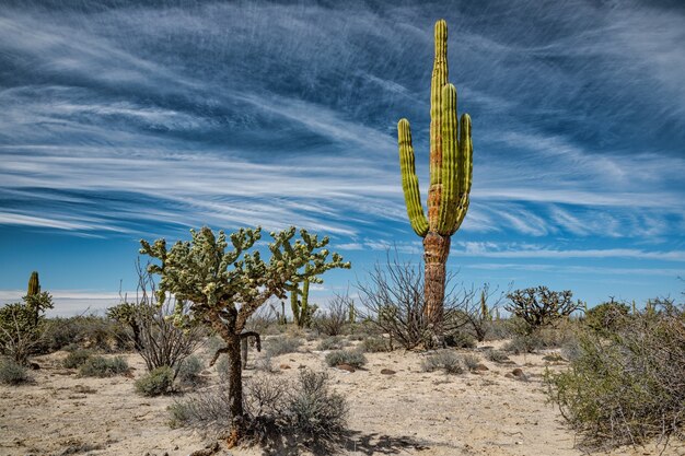 Désert mexicain avec cactus et plantes grasses sous un ciel fascinant, San Ignacio, Baja California, Mexique