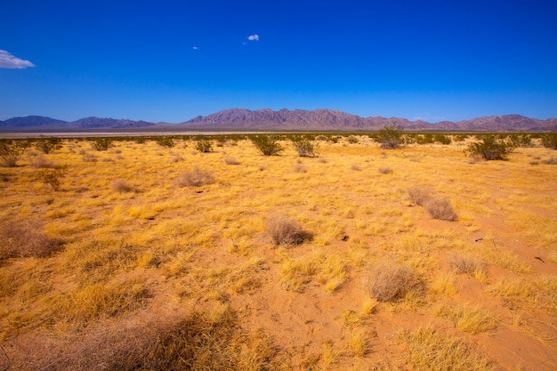 Désert de Mohave dans la vallée de Yucca en Californie