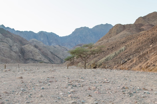 Désert, montagnes rouges, rochers et deux arbres. Egypte, péninsule du Sinaï.