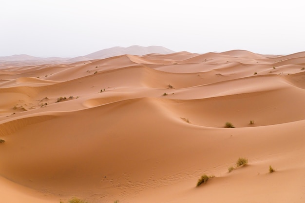 Désert d'or au coucher du soleil. Maroc.