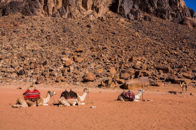 Désert de Wadi Rum en Jordanie