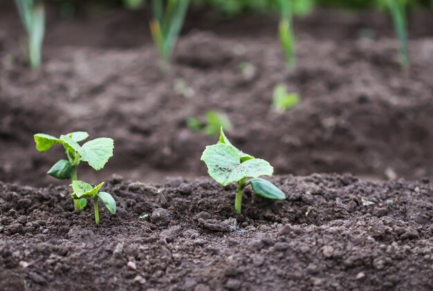 Désherbage au potager. Jeunes légumes.