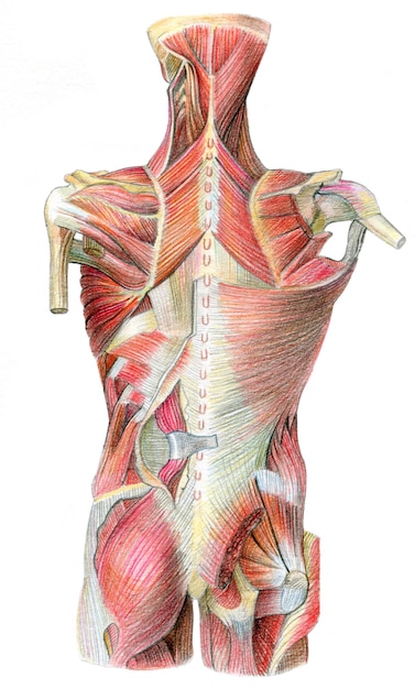 Photo dessin anatomique au crayon de couleur des muscles et des os du corps humain