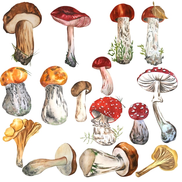 Dessin à l'aquarelle de champignons sur fond blanc Self-made Peut être utilisé dans la conception de comp