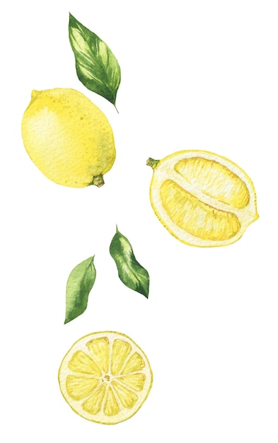 Un dessin à l'aquarelle de citrons