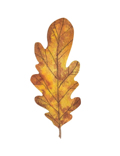 Dessin aquarelle feuille de chêne automne