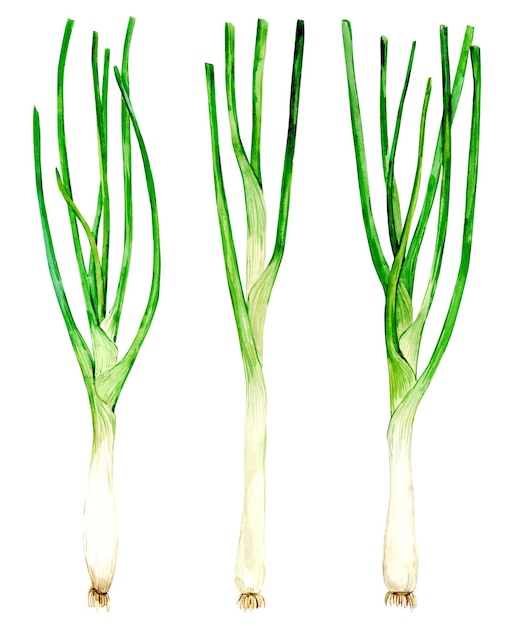 Dessin à l'aquarelle d'un oignon vert isolé sur un fond blanc Illustration botanique dessinée à la main