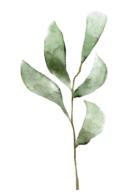 un dessin à l'aquarelle d'une plante avec des feuilles vertes