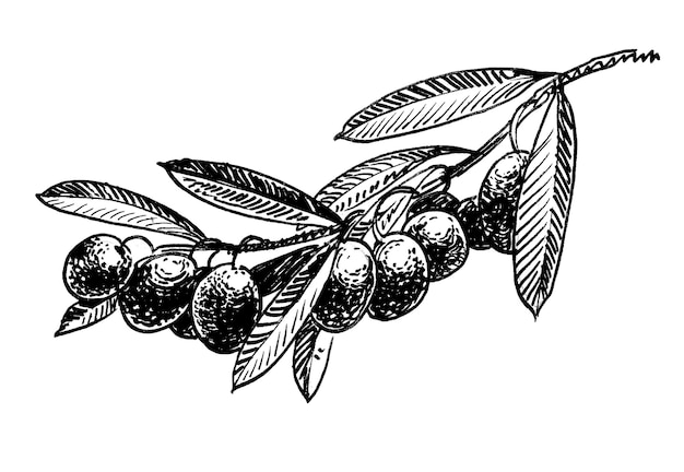 Dessin d'une branche d'olivier avec des olives dessus