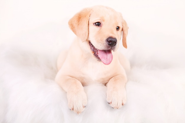 Dessin chien, chiot Labrador, portrait sur blanc