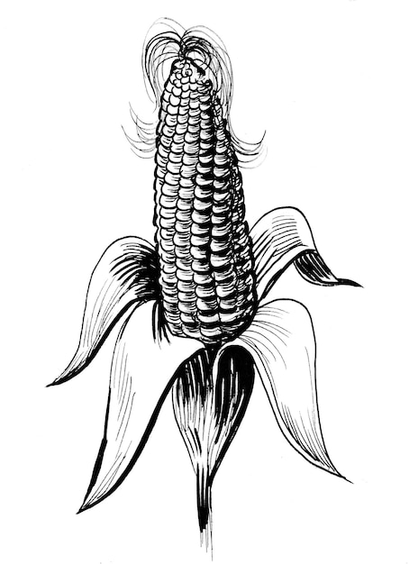 Un dessin d'un épi de maïs