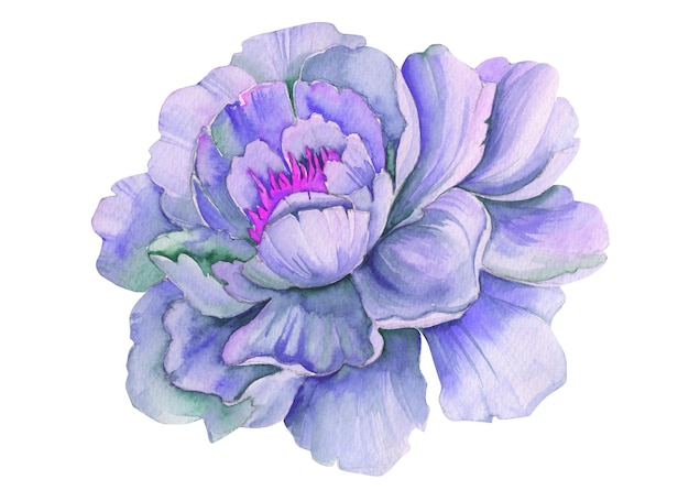 un dessin d'une fleur avec le mot pétale dessus