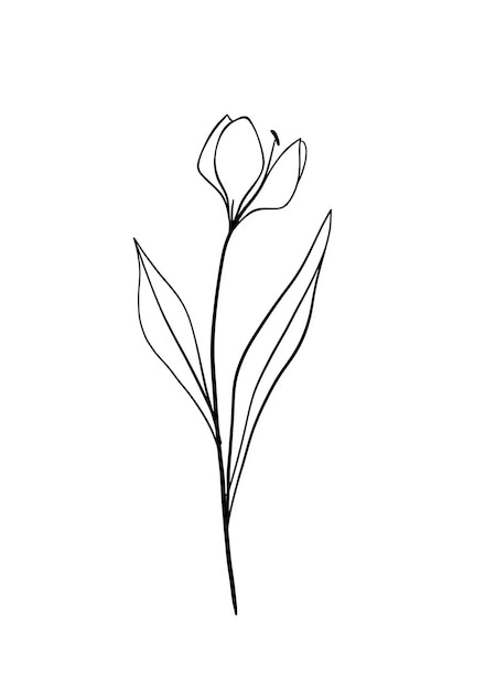un dessin d'une fleur qui a le mot tulipes dessus