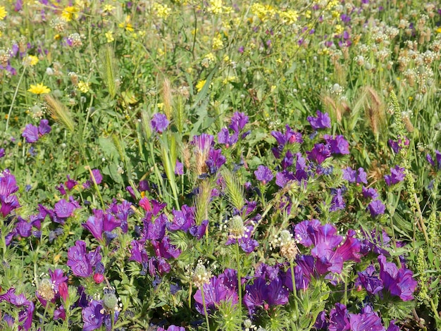 Photo dessin floral de printemps et d'été