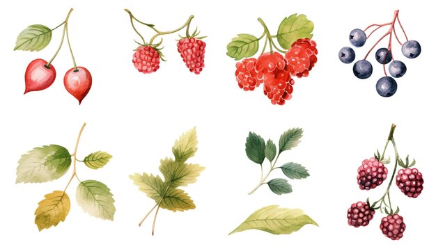 un dessin de framboise et de feuilles