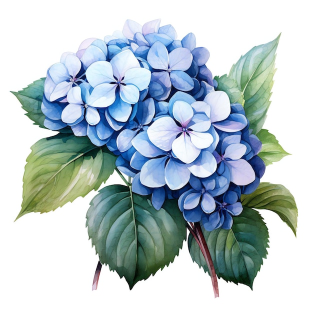 un dessin d'un hortensia bleu avec des feuilles vertes.