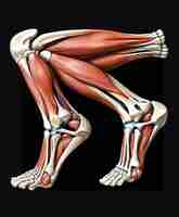 Photo un dessin d'une jambe avec les muscles inférieurs visibles