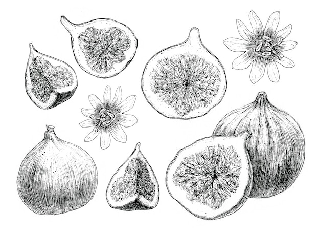 Dessin à la main de figues pour la conception du menu du restaurant de cuisine café