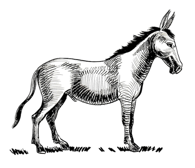 Un dessin en noir et blanc d'un âne avec une queue.