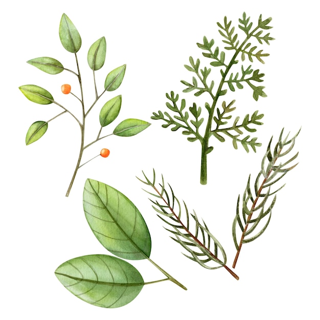 un dessin de plantes et de plantes sur un fond blanc