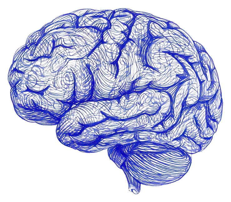 Photo dessin en png de l'esquisse du cerveau illustré en bleu