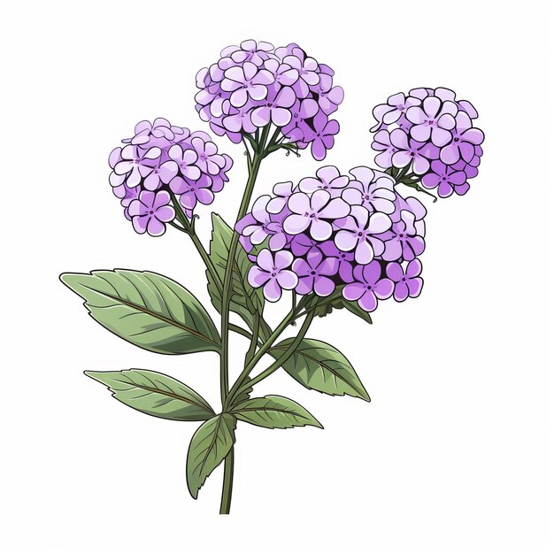 Dessin réaliste à la main de fleurs violettes sur fond blanc