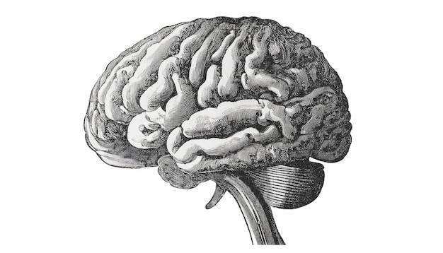 Photo les dessins au crayon révèlent la structure complexe du cerveau humain