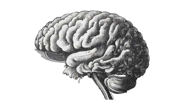 Photo les dessins au crayon révèlent la structure complexe du cerveau humain