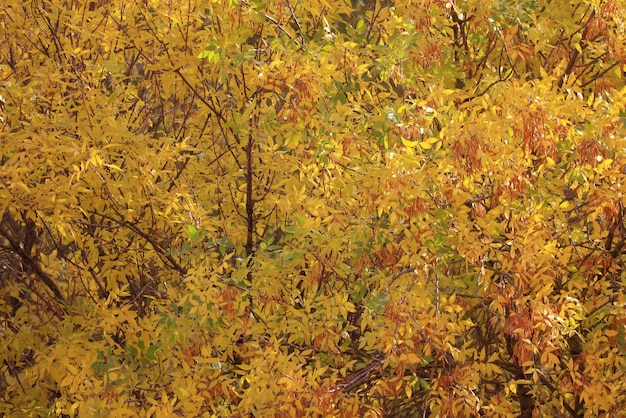 dessus de fond de couronne d'arbre jaune, feuilles d'automne majestueuses