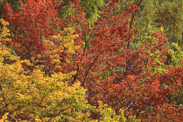 dessus de fond de couronne d'arbre jaune, feuilles d'automne majestueuses